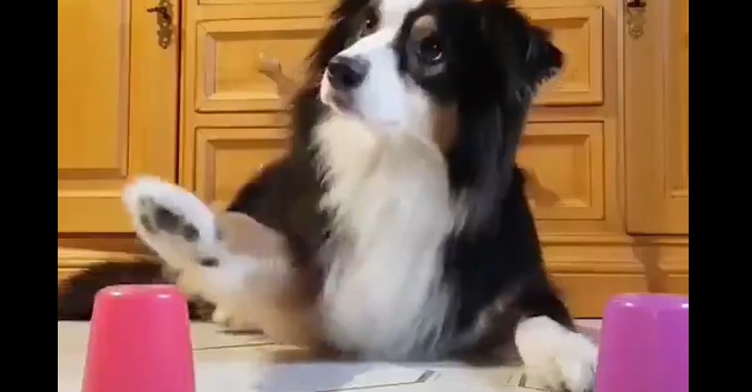 【！】手品を目の当たりにしたボーダーコリーの表情ｗｗｗｗ