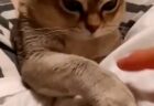 【ｗ】飼い猫と指の乗せ合いやってみたら・・真剣な表情がたまらん！