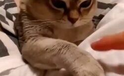 【ｗ】飼い猫と指の乗せ合いやってみたら・・真剣な表情がたまらん！