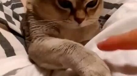 【ｗ】飼い猫と指の乗せ合いやってみたら・・真剣な表情がたまらん！