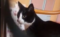 【痛っ！】しっぽブンブンしてた遊んでた猫、自分の顔をしっぽで打ってしまうｗｗｗｗ