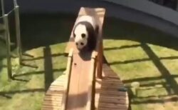 【え】すべり台を試みるジャイアントパンダ、期待を裏切らないｗｗｗｗ