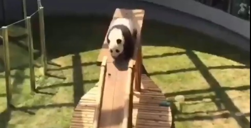 【え】すべり台を試みるジャイアントパンダ、期待を裏切らないｗｗｗｗ