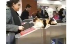 【電車】最新のセキュリティ（猫）を導入した改札機が夢のよう！