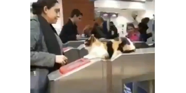 【電車】最新のセキュリティ(猫)を導入した改札機が夢のよう!