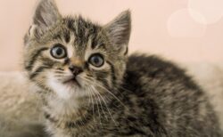 【笑】ハンドスピナーに夢中なうちの猫が可愛すぎるから見て！