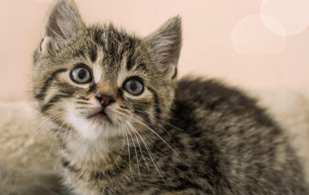 【笑】ハンドスピナーに夢中なうちの猫が可愛すぎるから見て！