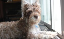 【えｗ】直立で仁王立ち！姿勢が良すぎるうちの犬、見てみて！