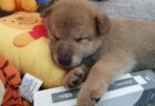 【抱き枕】ぬいぐるみを抱いてスヤスヤ眠る柴犬、どっちがどっちだ！？