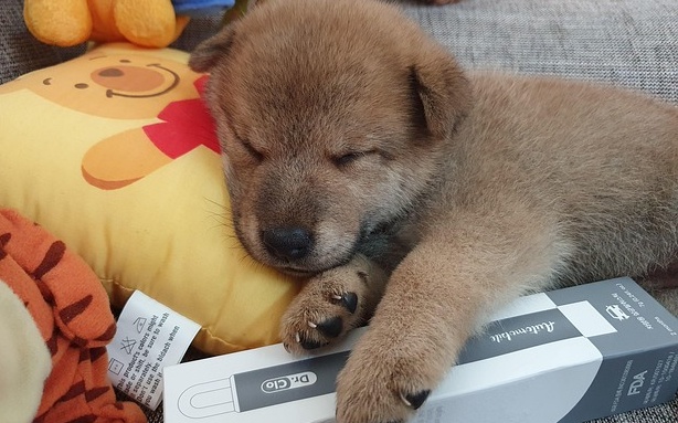 【抱き枕】ぬいぐるみを抱いてスヤスヤ眠る柴犬、どっちがどっちだ！？