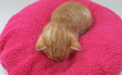 【癒やし】ネコ界で話題の「ごめん寝」と呼ばれる寝相が話題に。可愛すぎる！