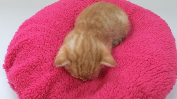 【癒やし】ネコ界で話題の「ごめん寝」と呼ばれる寝相が話題に。可愛すぎる!