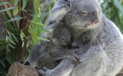 【動画】ぬいぐるみを使う赤ちゃんコアラの体重測定、尊い・・・