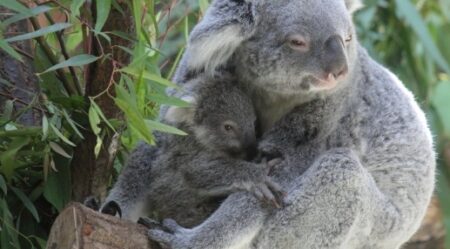 【動画】ぬいぐるみを使う赤ちゃんコアラの体重測定、尊い・・・