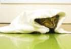 【え】タオルで巻きずしみたいになっちゃってる猫！どうしてｗｗｗｗ