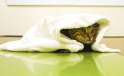 【え】タオルで巻きずしみたいになっちゃってる猫！どうしてｗｗｗｗ