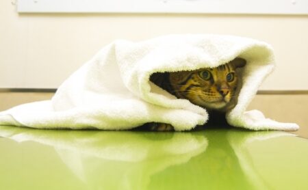 【え】タオルで巻きずしみたいになっちゃってる猫！どうしてｗｗｗｗ