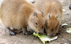 【意外すぎ】カピバラ、水底をチーターみたく軽やかに移動するｗ　こうやって泳ぐのか！