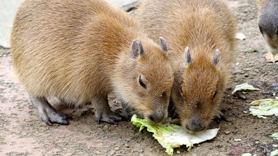 【意外すぎ】カピバラ、水底をチーターみたく軽やかに移動するw こうやって泳ぐのか!