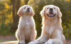 【動画】コントみたいな犬の親子がヤバすぎるｗ「声出た」「可愛すぎ！」