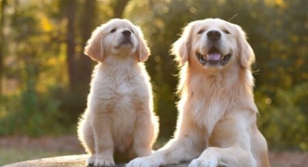 【動画】コントみたいな犬の親子がヤバすぎるｗ「声出た」「可愛すぎ！」