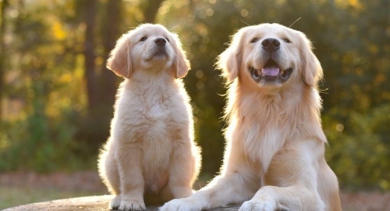【動画】コントみたいな犬の親子がヤバすぎるw「声出た」「可愛すぎ!」
