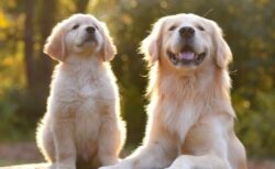 【やり切った感！】帰宅したら大惨事・・でもふたりの満足気な顔見たら怒れないｗ