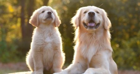 【やり切った感！】帰宅したら大惨事・・でもふたりの満足気な顔見たら怒れないｗ