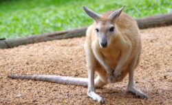 【すっぽり】カンガルー、袋を差し出されると自分から入ってしまうｗ