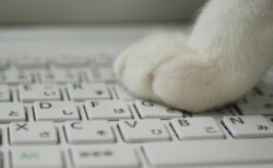 テレワークに立ちはだかる猫！絶対に動かないｗｗｗ