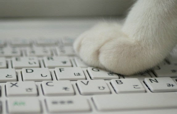 テレワークに立ちはだかる猫!絶対に動かないwww