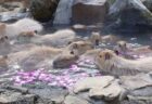 【癒やし】それではここで温泉につかり幸せそうなカピバラたちをご覧くださいｗ