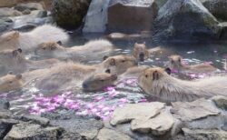 【癒やし】それではここで温泉につかり幸せそうなカピバラたちをご覧くださいｗ