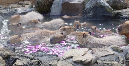 【癒やし】それではここで温泉につかり幸せそうなカピバラたちをご覧くださいｗ