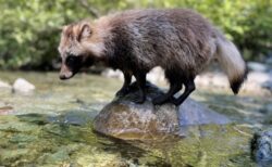 【えｗ】自分のジャンプ力を把握できてないたぬきが鬼可愛い！