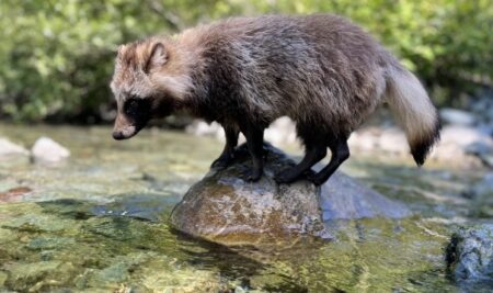 【えｗ】自分のジャンプ力を把握できてないたぬきが鬼可愛い！