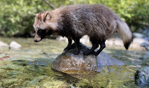 【えｗ】自分のジャンプ力を把握できてないたぬきが鬼可愛い！