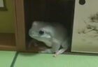 【笑】和室のジオラマが気に入ったカエル、押し入れにすっぽり「巨大カエルかと思った！」