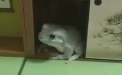 【笑】和室のジオラマが気に入ったカエル、押し入れにすっぽり「巨大カエルかと思った！」