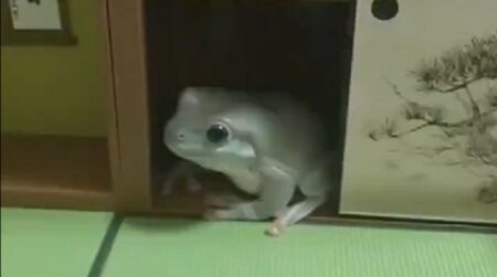 【笑】和室のジオラマが気に入ったカエル、押し入れにすっぽり「巨大カエルかと思った！」