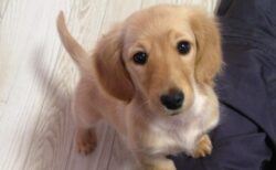 【笑】どうしてもおやつを食べたいワンちゃんの行動が可愛すぎる。あげちゃうわ！