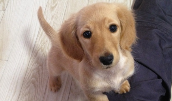 【笑】どうしてもおやつを食べたいワンちゃんの行動が可愛すぎる。あげちゃうわ！