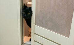 【お風呂】いつもは届く距離にあるはずのお湯がなかった場合の猫の行動ｗｗｗｗ