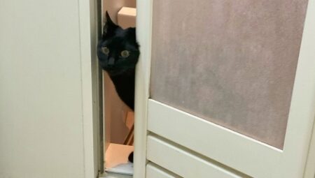 【お風呂】いつもは届く距離にあるはずのお湯がなかった場合の猫の行動ｗｗｗｗ