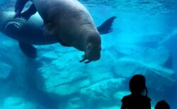 【爆笑】セイウチ、飼育員の雪かきを豪快に手伝う！雪かきあっという間に終了ｗｗｗｗ