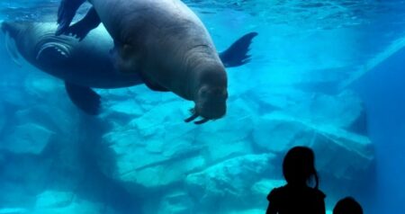 【爆笑】セイウチ、飼育員の雪かきを豪快に手伝う！雪かきあっという間に終了ｗｗｗｗ