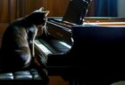 【笑】有名作曲家さんちの猫、鍵盤の上でかまってアピール