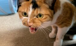 【動画】「ねこ踏んじゃった♪」不謹慎過ぎる曲にネコ激怒ｗｗｗｗ