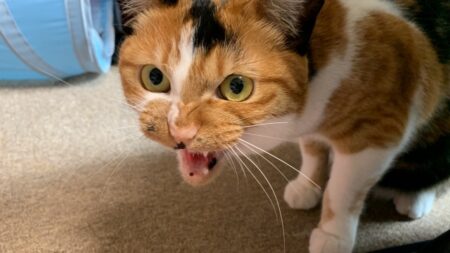 【動画】「ねこ踏んじゃった♪」不謹慎過ぎる曲にネコ激怒ｗｗｗｗ