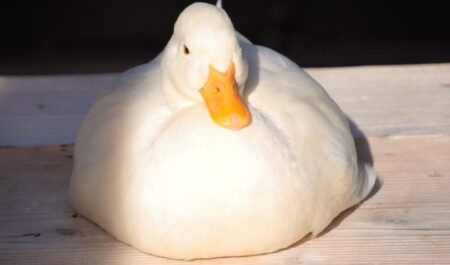 【え！】餅みたいなアヒルが鏡餅の台に座ったらまるで鏡餅ｗｗｗｗ